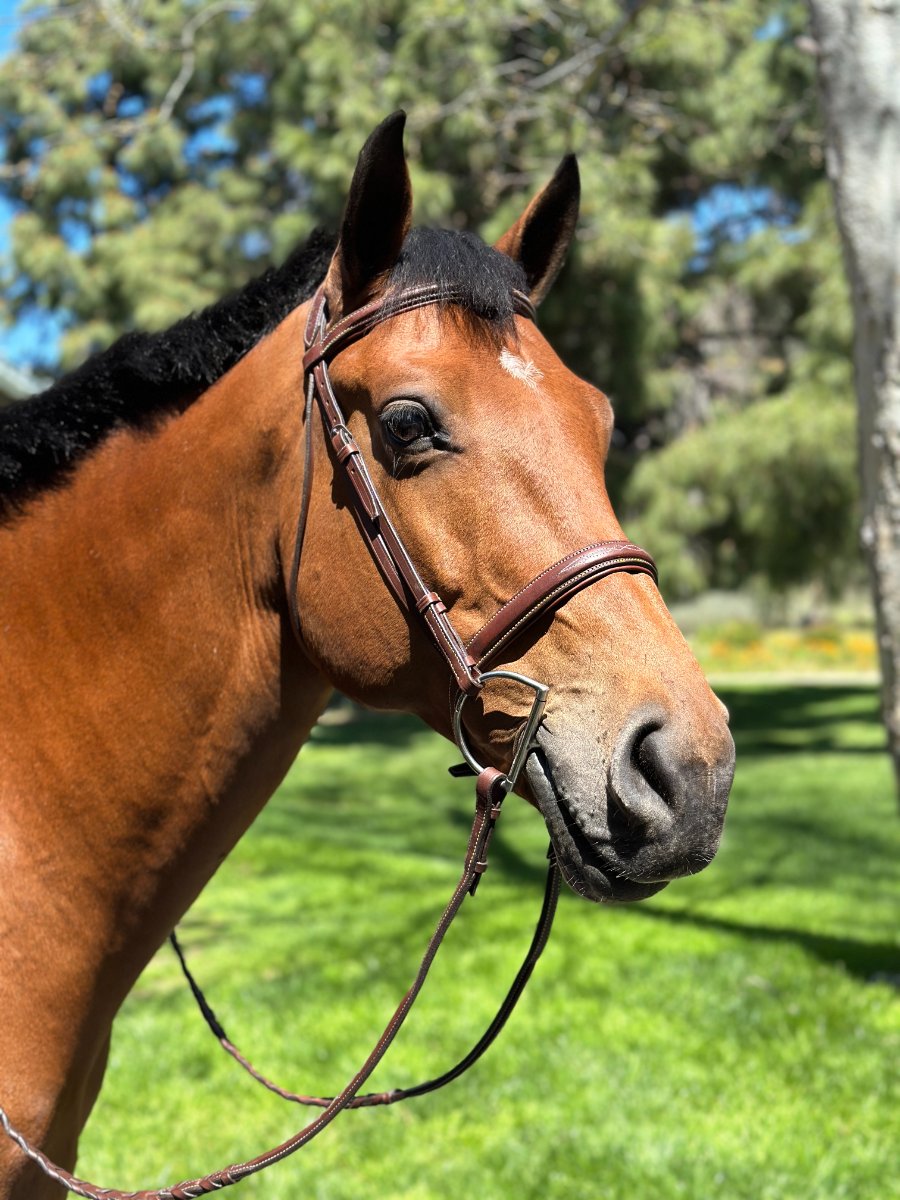 🧡 HOP LA Sellerie 🧡 HOPLA Sellerie Hunter Bridle With Fancy Stitching (4)