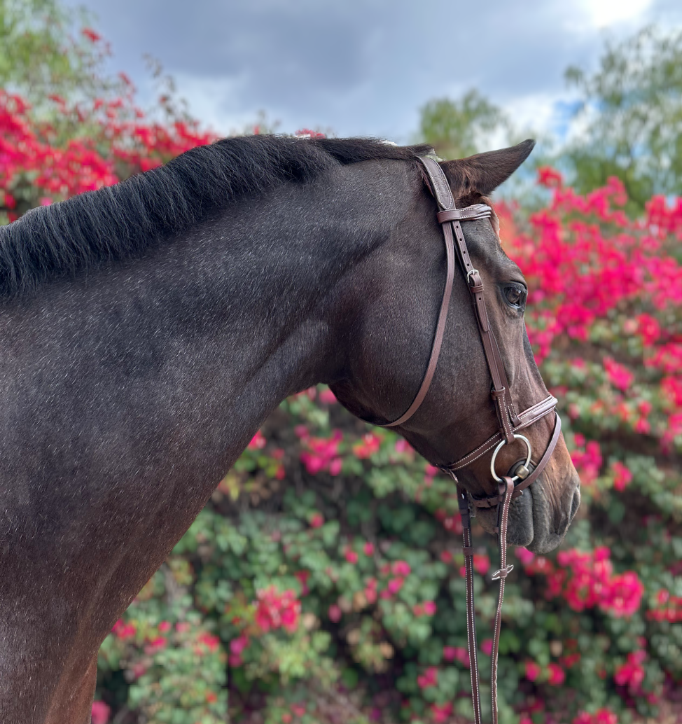 HOPLA Sellerie French Noseband Bridle With Fancy Stitching