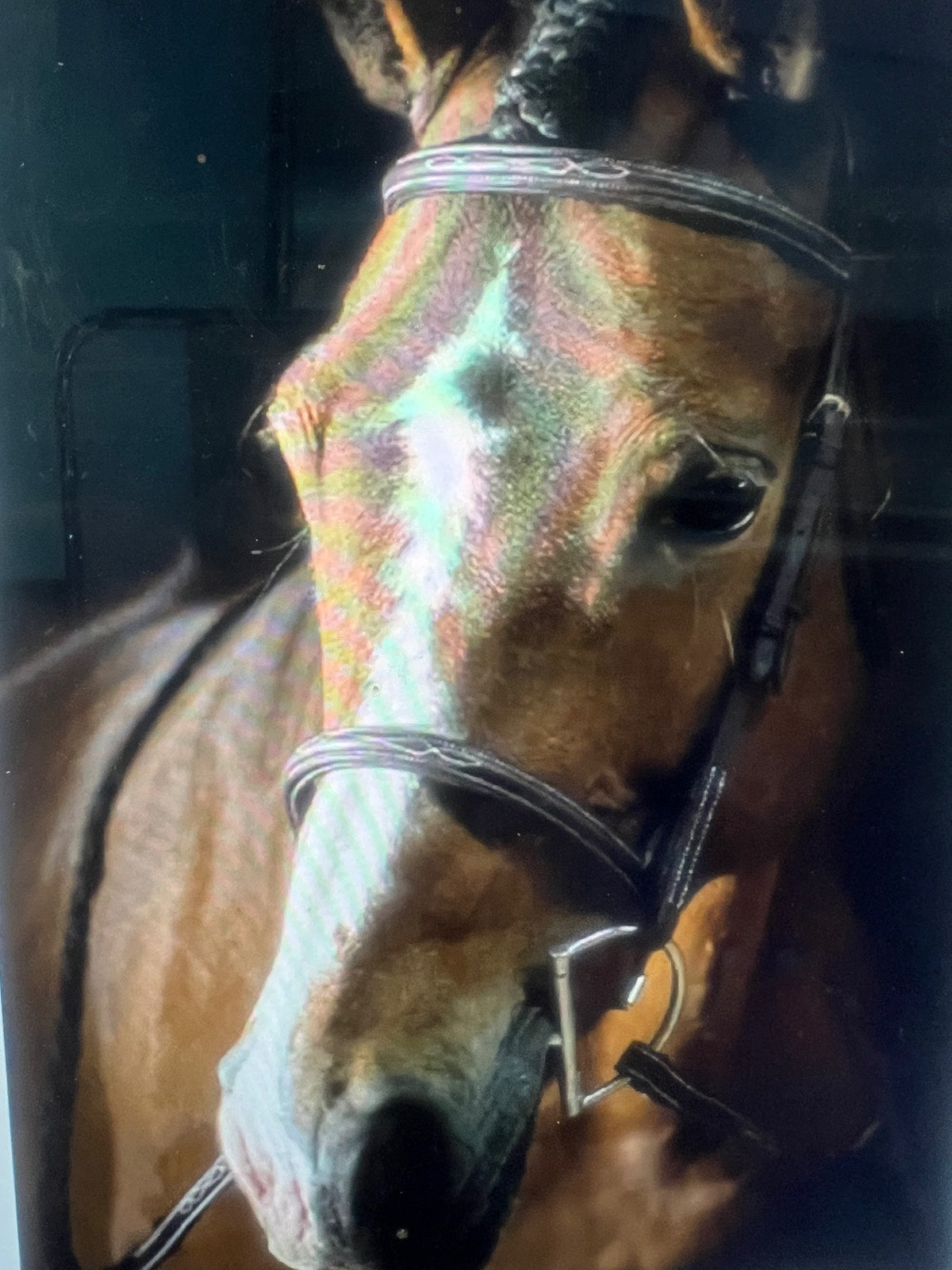 PESSOA PESSOA Bridle